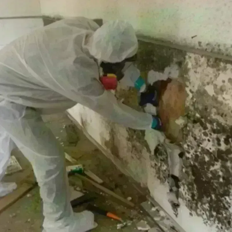 Mold Remediation and Removal in Bonita Springs, FL